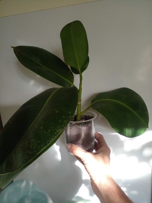 Продам фікуси недорого