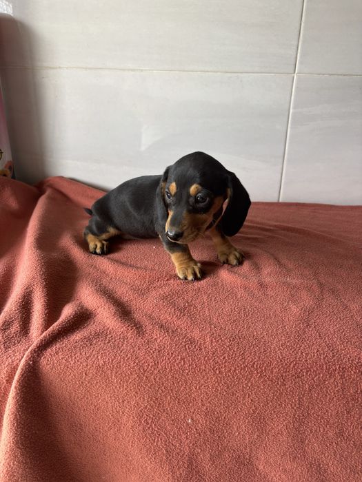 Teckel femea miniatura pelo curto