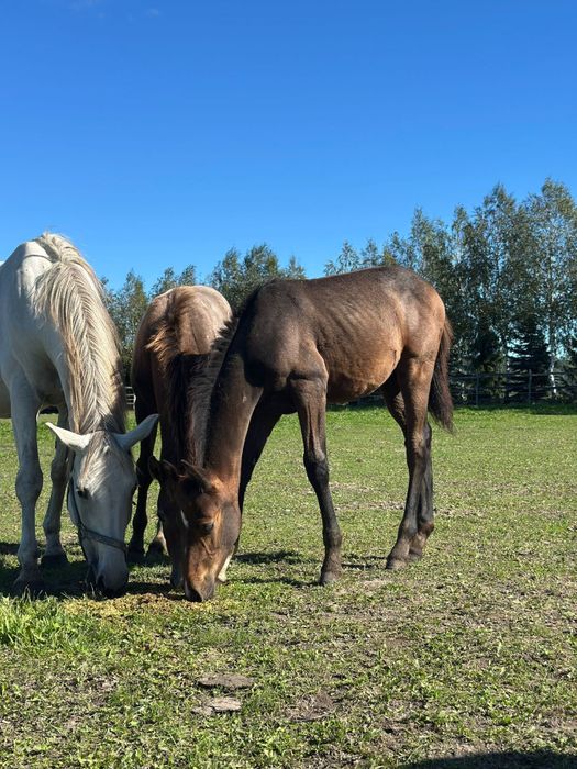 Sprzedam zrebaka po stakkatol, cornet obolensky
