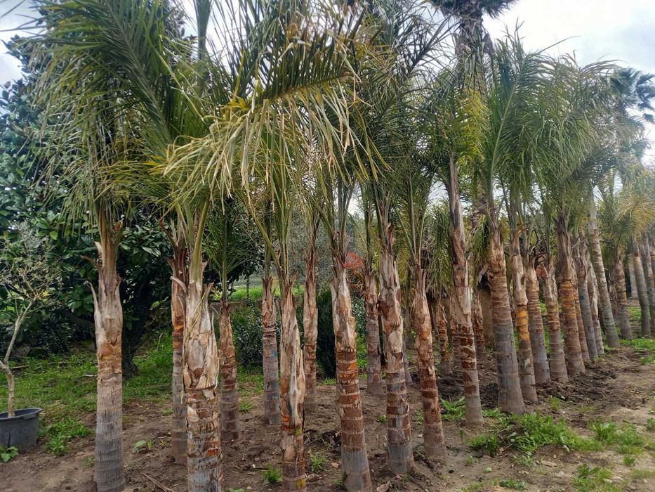 Coqueiros e Palmeiras Exóticas