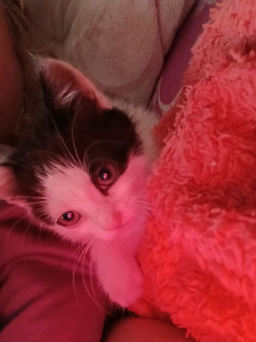Котеня ніжна дівчинка