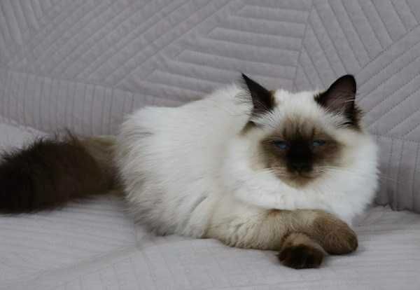 Śliczna kotka Neva Masquerade