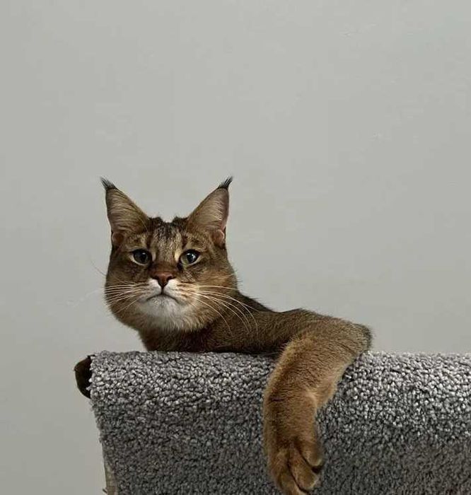 Крупная порода Абиссинцев -чаузи