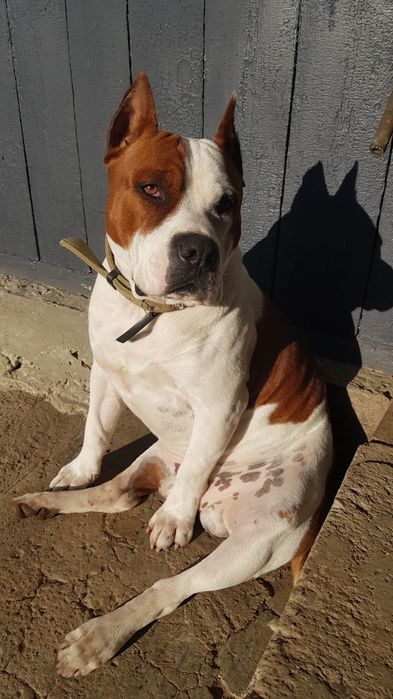 Вязка Американо Стафордширський Терєр