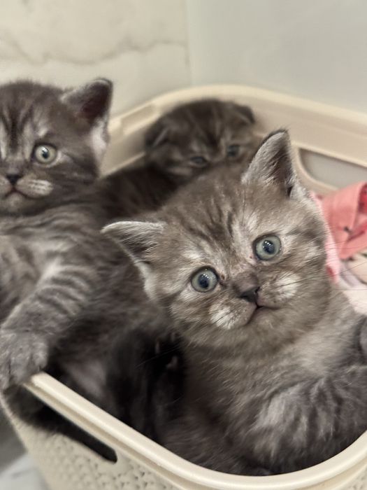 Новорічні шотландці