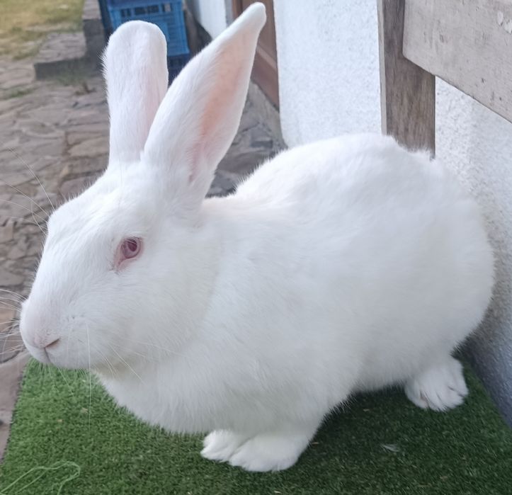 Панон...Продам кріля,крілицю,молодняк Панон на плем'я