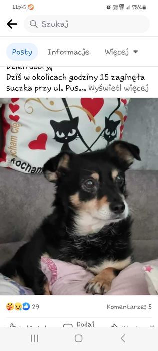 ZAGINĘŁA suczka sosnowiec