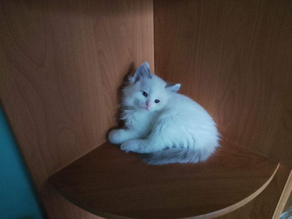 Kocurek ragdollek
