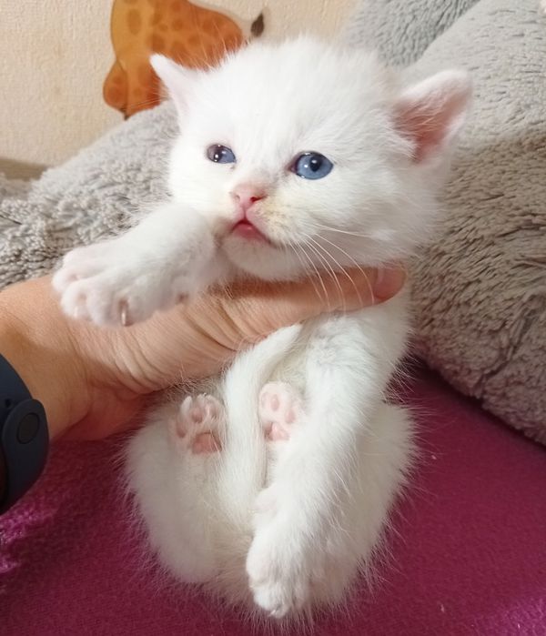 Кошеня з блакитними очима. Котенок, котята