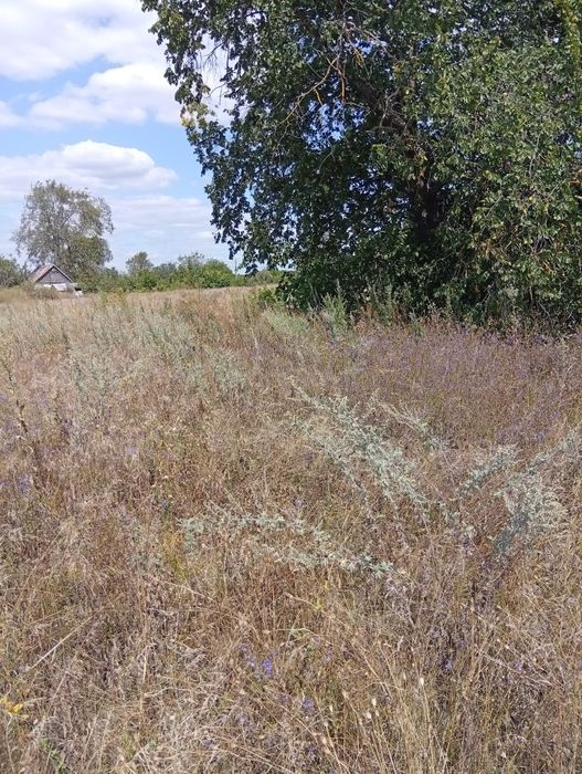 Земельна ділянка