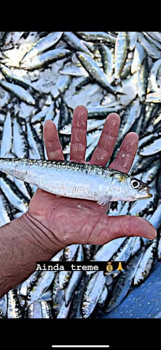 Sardinha Fresca Da Traineira