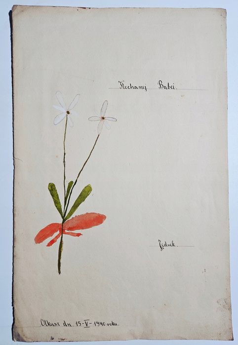 Akwarela Kwiat Praca Amatorska Olkusz 1940 Dedykacja Kochanej Babci