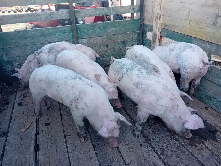 Vendo leitões pietrain puros