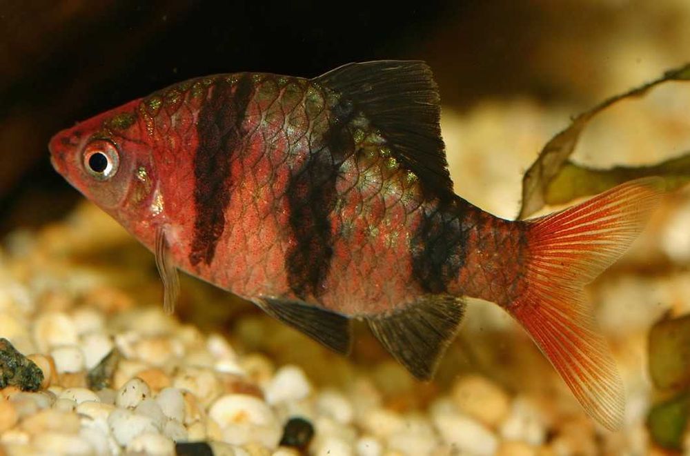Pethia nigrofasciata Brzanka purpurowa