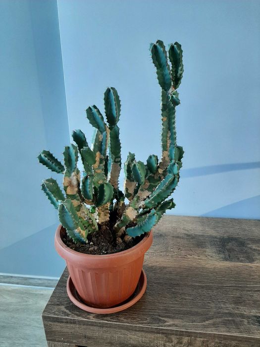 "Кактус" эуфорбия древовидная, суккулент