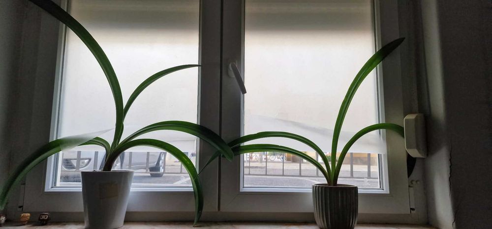Plantas de Interior – Venda Individual ou em Conjunto