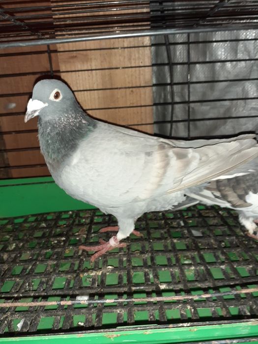 Sprzedam gołębie