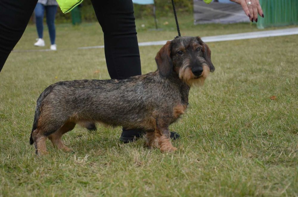 Жорсткошерстна такса, хлопчик, шукає наречену/в'язка
