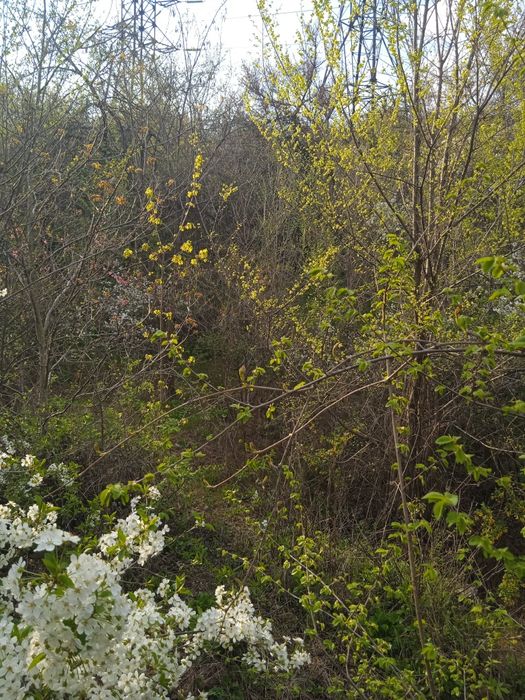 Продається дача 7 000гр.