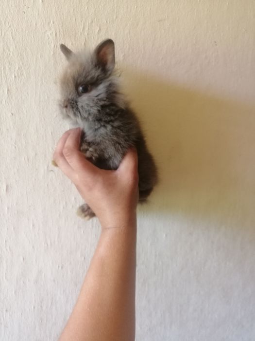 Króliczek karzełek Teddy, Lewek, Mini Lop