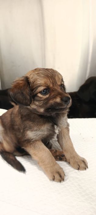 Cães bebés para adoção responsável