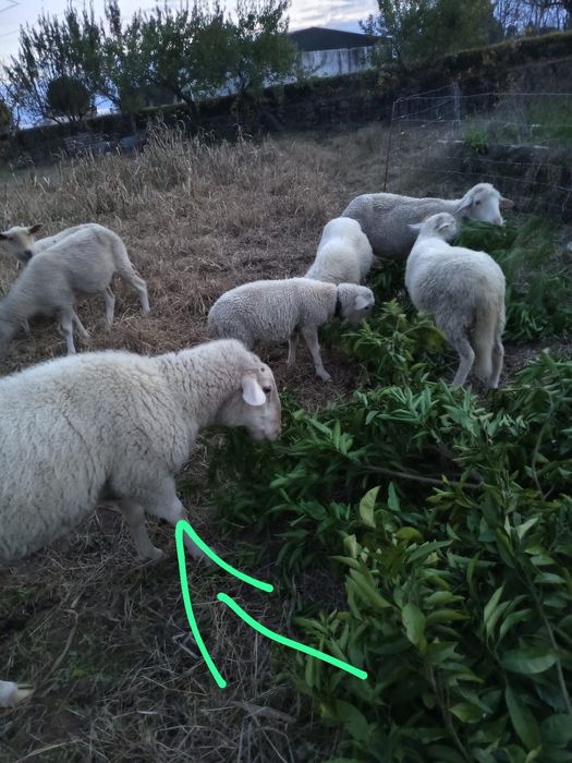 Ovelhas cheias e 1 macho