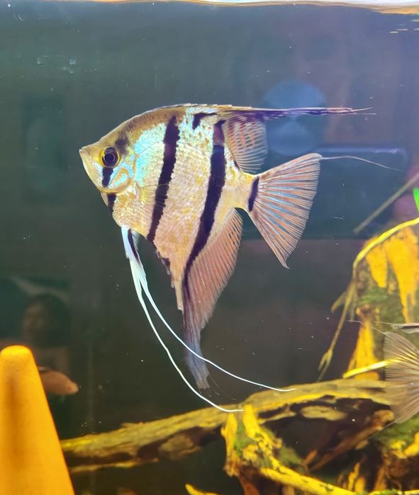 MISIEKZOO Pielęgnice - Skalary Rio Nanay