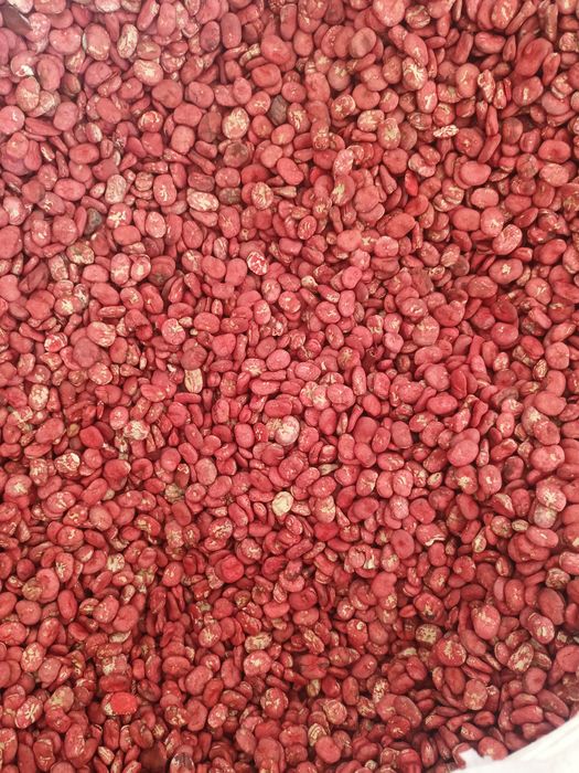 Sprzedam bób  bizon zaprawiony