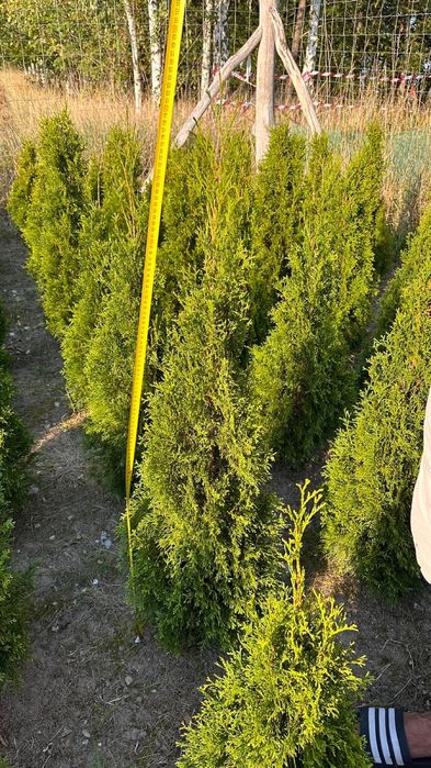 Tuja Szmaragd  120-140cm