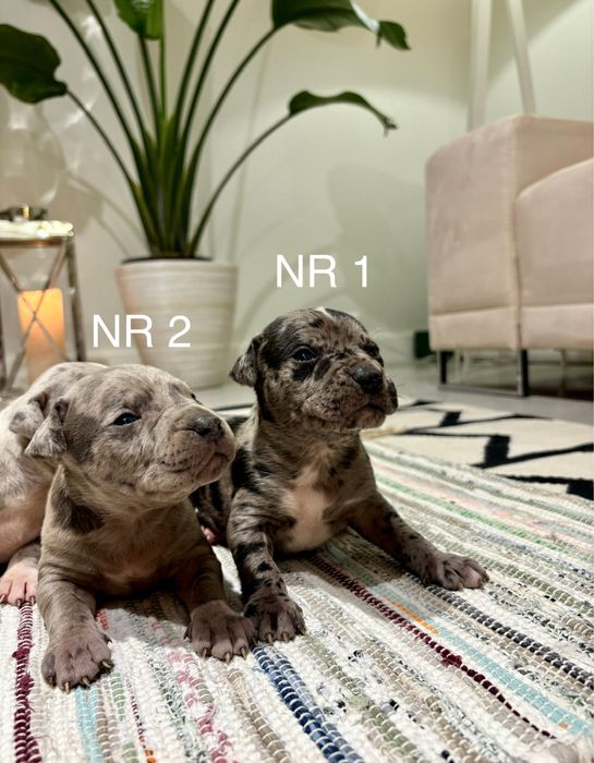 Merle American Staffordshire Terrier