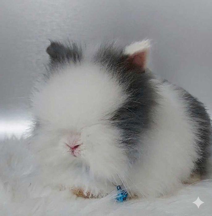 Króliczek Karzełek Fluffy Teddy