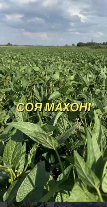 Продам насіневу ультра раню сою Махоні