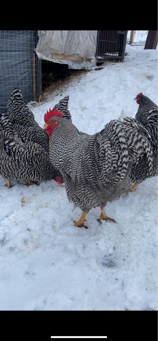 Амрокс 2+2 25 року