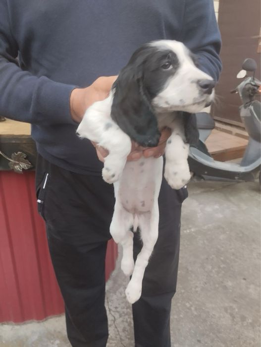 Продам цуценят Спаніельчиків