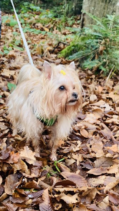 Вязка Йорк Трускавець