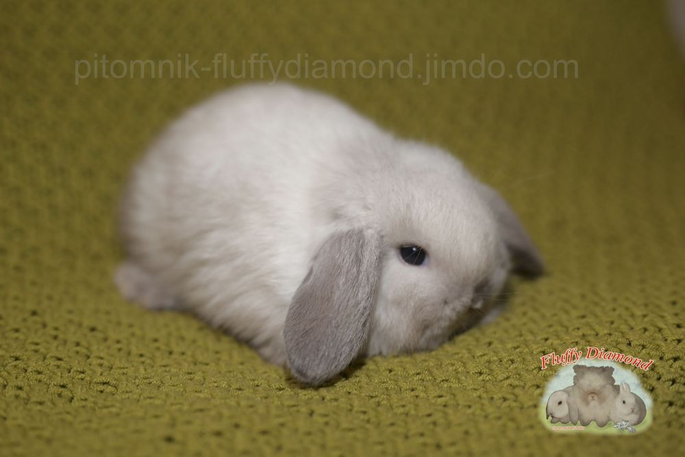 Дівчинка породи NHD (Nederlandse Hangoor Dwerg)