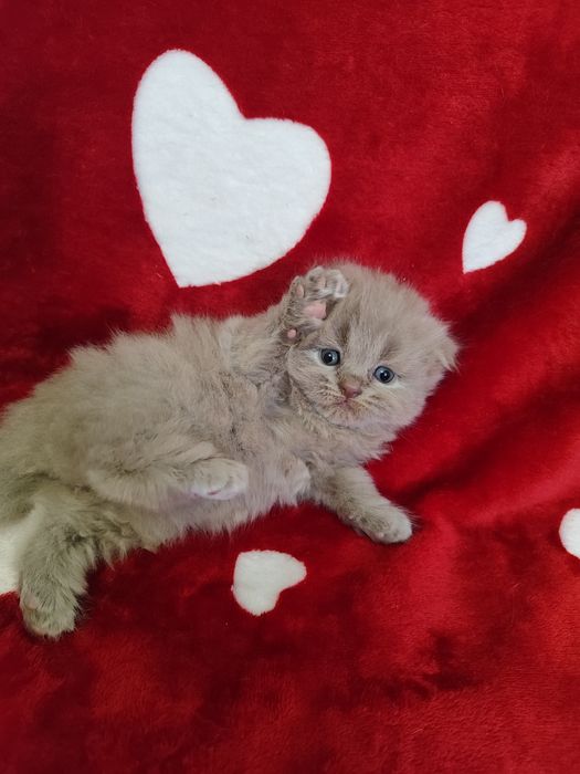 Продаються кошенята
