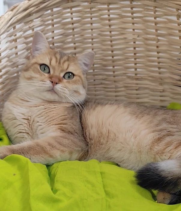 Шикарні британці золота шиншила прямовухі хлопчик дівчинка