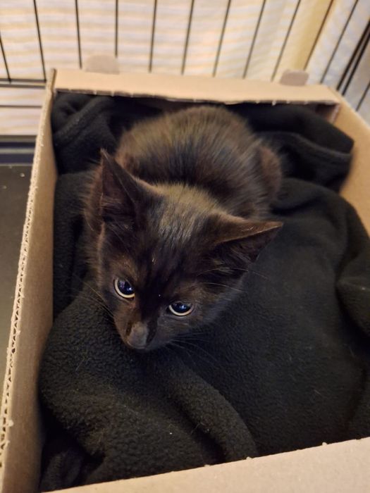 Piekna kicia szuka domu