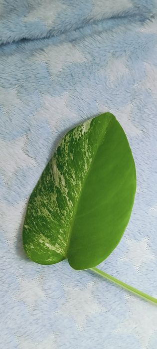 Monstera variegata ukorzeniona