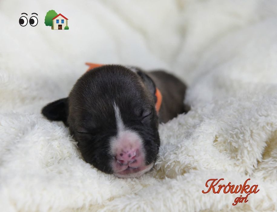 Amstaff top rodowód