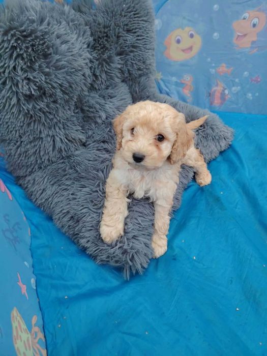 Cockapoo szczeniak
