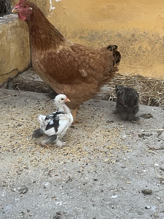 Galinha e Pintainhos