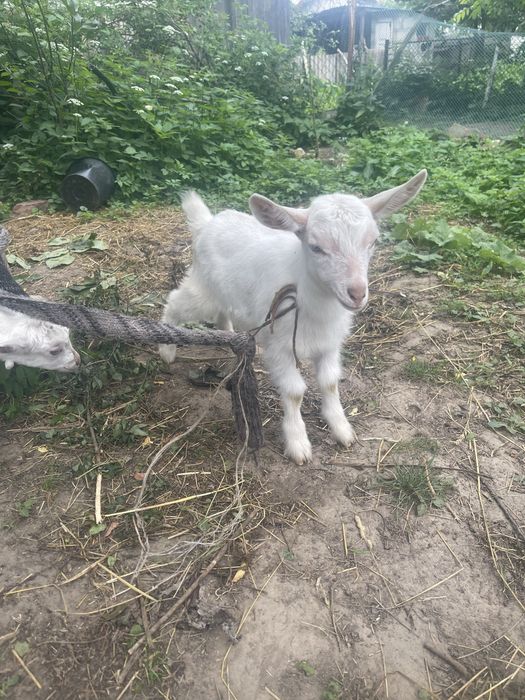 Продам козенята