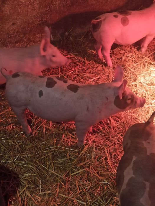 Продам поросята м'ясних та сальних