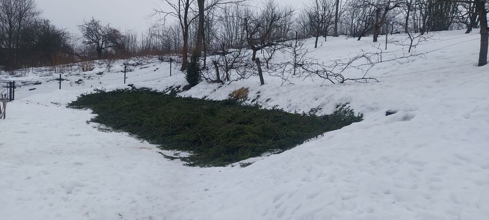 Gałęzie świerkowe za darmo