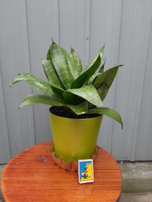 Сансевиерия комнатная