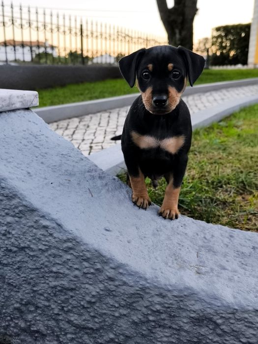 Pinscher Macho/ Fêmea