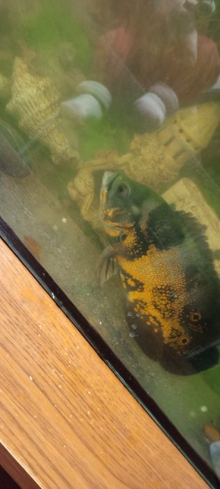 Рибка для акваріума