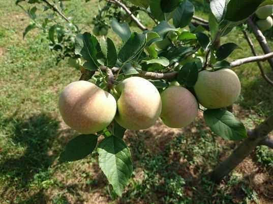 Аренда дома в Обуховке